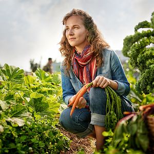 Woman picking carrots outdoors. 