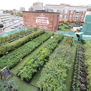 Image of Green City Growers's Fenway Farms.