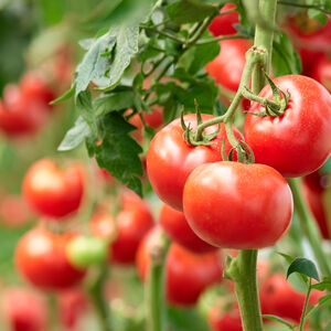 Tomatoes on the vine.