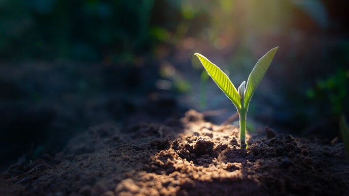 sprout in ground