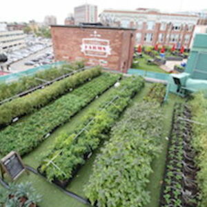 Image of Green City Growers's Fenway Farms.