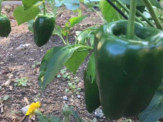 Image of a green pepper in the garden of PHA President and CEO Nancy E. Roman.