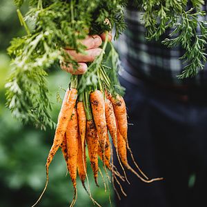 A man holding a bunch of fresh carrots