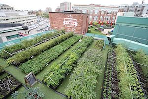 Image of Green City Growers's Fenway Farms.